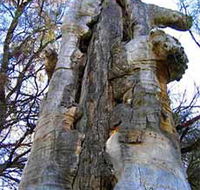 Junction Island Nature Reserve Canoe Tree and Walking Track - Gold Coast 4U