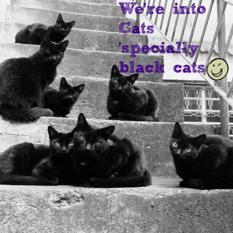 Gallery Serpentine - 1 Gold Coast 11