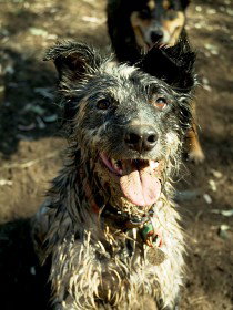 Charleville - 18 Mile Warrego River Fishing - 1 Gold Coast 3