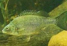 Charleville - 18 Mile Warrego River Fishing - 1 Gold Coast 2