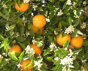 Orange World - Accommodation Gold Coast 2