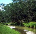 Salvator Rosa Section - Carnarvon National Park - Accommodation Gold Coast