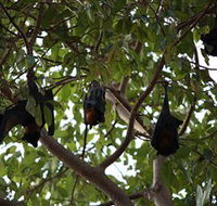 Manngarre Rainforest Walk - 1 Gold Coast