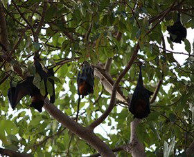 Manngarre Rainforest Walk - 1 Gold Coast 0