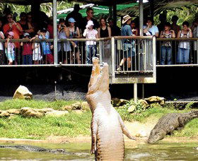 Crocodylus Park - Accommodation Gold Coast 0