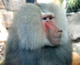 Crocodylus Park - Accommodation Gold Coast 3