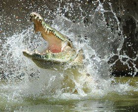 Crocodylus Park - Accommodation Gold Coast 5