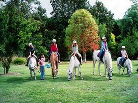 Limestone Coast Horseriding - Accommodation Gold Coast 0
