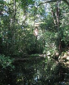 Wabunga Wayemba (Charmillan Creek Walking Track) - Accommodation Gold Coast 0
