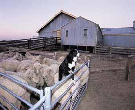 Shear Outback The Australian Shearers Hall Of Fame - Accommodation Gold Coast 1