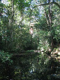 Misty Mountains Wilderness Walking Tracks - Gold Coast 4U 0