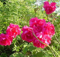 Bishop's Lodge Historic House and Heritage Rose Garden - Accommodation Gold Coast