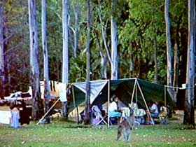 Carnarvon Gorge, Carnarvon National Park - Accommodation Gold Coast 2
