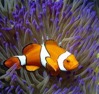 Reef HQ Aquarium - Accommodation Gold Coast