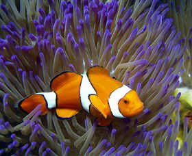 Reef HQ Aquarium - Accommodation Gold Coast 0