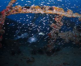 Lady Bowen Dive Site - Accommodation Gold Coast 1