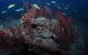 Lady Bowen Dive Site - thumb 3