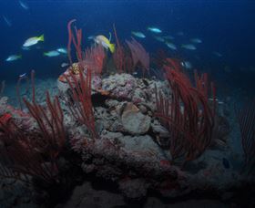 Lady Bowen Dive Site - Accommodation Gold Coast 3