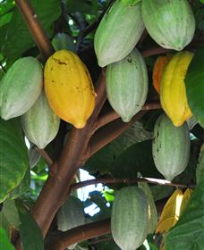 Sweet Farm Tours - Accommodation Gold Coast 2
