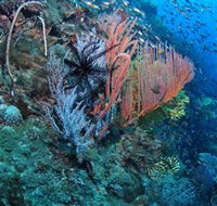 SS Yongala Dive Site - Accommodation Gold Coast