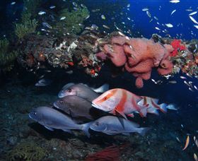 SS Yongala Dive Site - Accommodation Gold Coast 2
