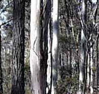 Kooyoora State Park - Accommodation Gold Coast