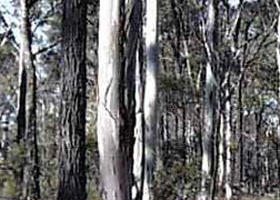 Kooyoora State Park - 1 Gold Coast 0