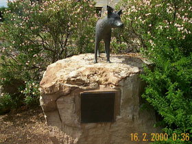 Dingo Statue - Accommodation Gold Coast 0
