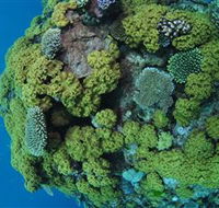 Keeper Reef Dive Site - Accommodation Gold Coast