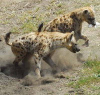 Altina Wildlife Park - 1 Gold Coast