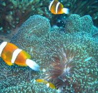 Davies Reef Dive Site - Accommodation Gold Coast