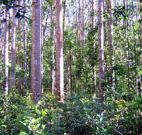 Cathu State Forest