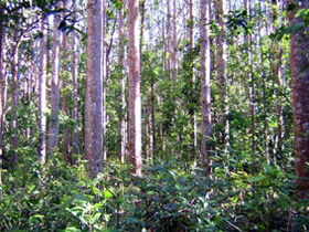 Cathu State Forest - Accommodation Gold Coast 0