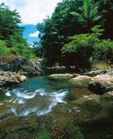 Cedar Creek Falls - Accommodation Gold Coast 1