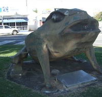 Big Cane Toad - Accommodation Gold Coast