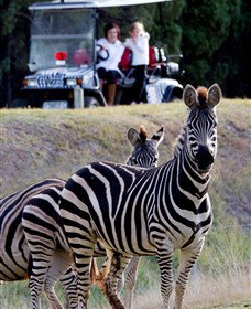Taronga Western Plains Zoo, Dubbo - Accommodation Gold Coast 1