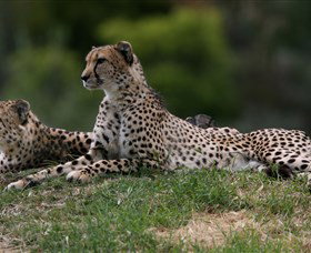 Taronga Western Plains Zoo, Dubbo - Accommodation Gold Coast 6