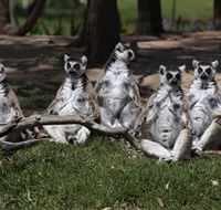 Savannah Visitor Plaza Taronga Western Plains Zoo Dubbo - Accommodation Gold Coast