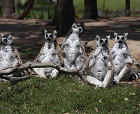 Savannah Visitor Plaza, Taronga Western Plains Zoo Dubbo - Accommodation Gold Coast 0