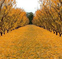 Sun Country on the Murray Farm Gate Trail - Accommodation Gold Coast