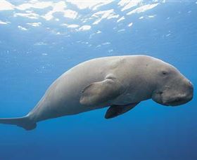 Dugong Sanctuary - Clairview - Accommodation Gold Coast 1