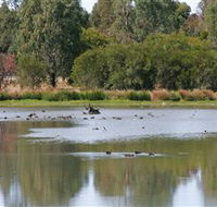 Cussen Park - Accommodation Gold Coast