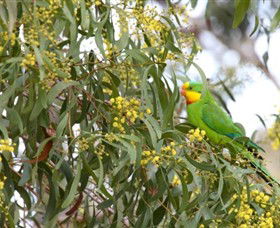 Savernake Day Tours - Accommodation Gold Coast 3
