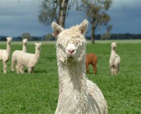 Creswick Woollen Mills - 1 Gold Coast 1