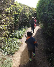 The Tangled Maze & Mistydowns Nursery - 1 Gold Coast 0