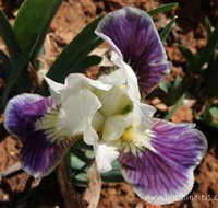 Sunshine Iris Nursery - Accommodation Gold Coast