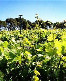 Basalt Wines - Accommodation Gold Coast 0