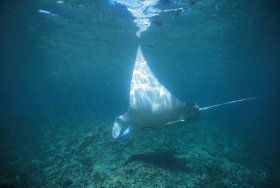 Manta Ray Bay Dive Site - Accommodation Gold Coast 0