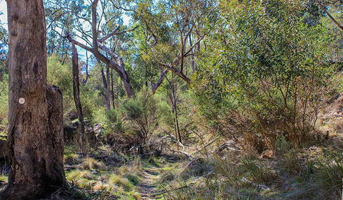 Eualdrie Walking Track - 1 Gold Coast 1