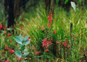 Enfield State Park - Accommodation Gold Coast 0